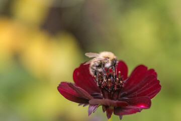 A bee shot close up on a red flower