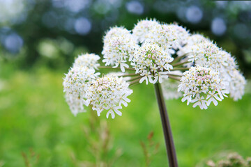 Close up of beautiful wild Southeastern flower isolated on blur green background.