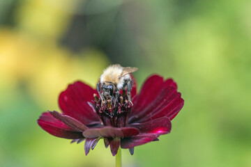 A bee shot close up on a red flower