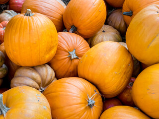 Big orange pumpkins at the market, pumpkin food background. Autumn harvest sale. Top view
