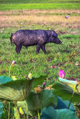 The feral pig (Sus scrofa)