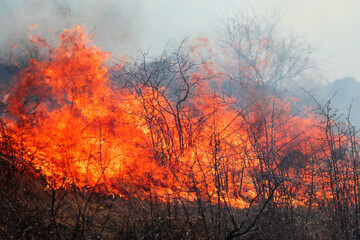 Dry grass burning in the forest, spring day, strong wind