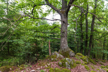 Un grand chêne qui pousse sur des roches