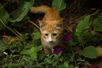 Naklejka na ściany i meble Young beautiful ginger cat walks among flowers