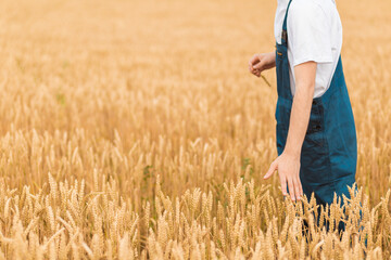 Farmer walking through a golden wheat field.