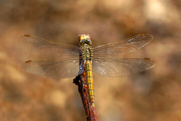 Macro shots, Beautiful nature scene dragonfly.   