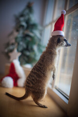 The meerkat or suricate cub in decorated room with Christmass tree.