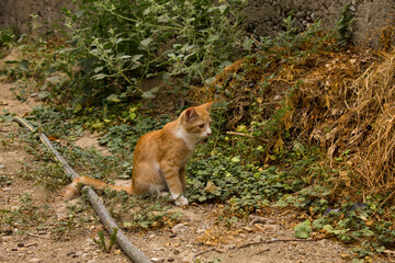 Fototapeta premium Young beautiful ginger cat sitting in the garden
