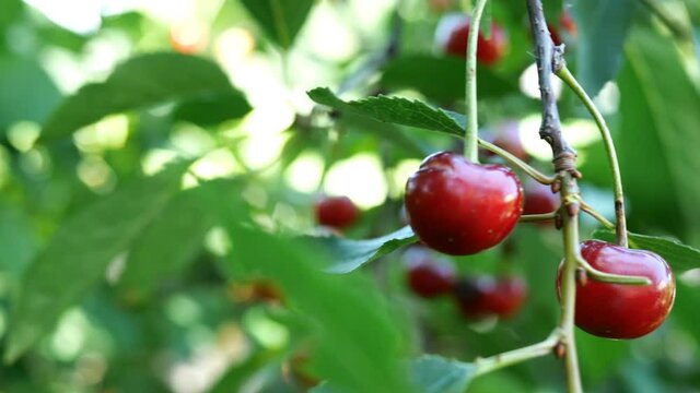 Several of ripe red cherry berries hanging on tree branchs swinging on breeze in summer day in garden in farm yard. Natural lighting. Bokeh. Close-up.