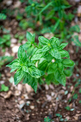 basil plant for food seasonings