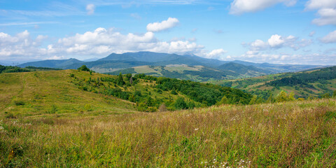 Carpathian countryside in September. mountain landscape on a sunny day. trees on the meadow. sky with fluffy clouds