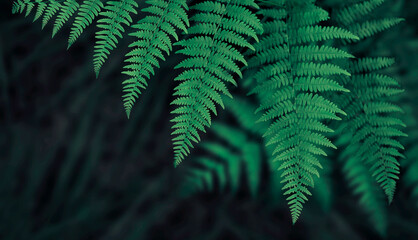 Dark green fern leaves background - obrazy, fototapety, plakaty
