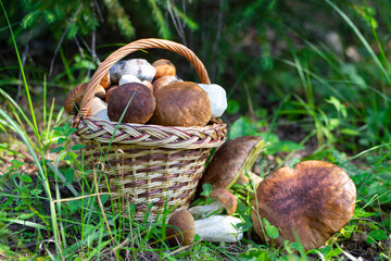 Basket with porcini mushrooms (boletus edulis)in the forest in the sun. Beautiful still life in...