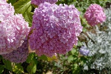 Fleur rose d'hortensia