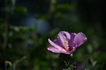 Light Pink Flower of Rose of Sharon in Full Bloom
