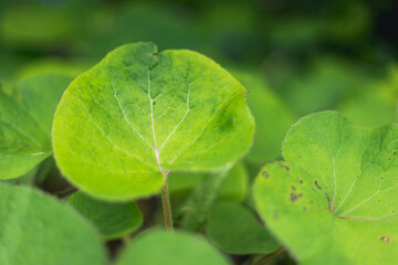 green leaf background