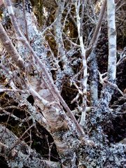 apple tree branches covered with lichen in cold season