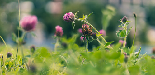 wild flowers in the field