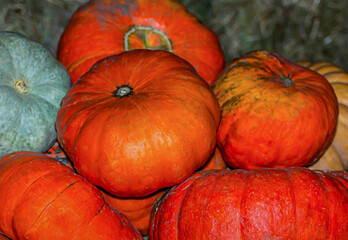 vintage pumpkin ripe vegetables close-up, orange texture background