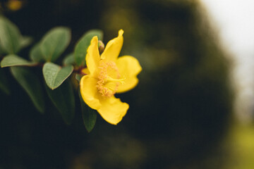 Fototapeta premium yellow flower of a flower