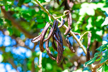 Pomegranate tree flowers and buds