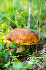 Closeup Macro Photo Edible Boletus Edulis Cep Mushroom Gourmet Fungi Brown Cap Boletus