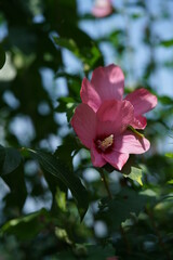 Fototapeta na wymiar Light Pink Flower of Rose of Sharon in Full Bloom 