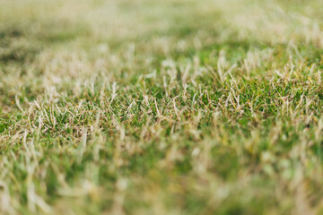 green grass background