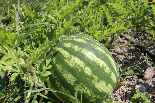 Green watermelon grown in the field