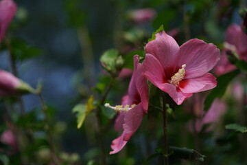 Light Pink Flower of Rose of Sharon in Full Bloom
