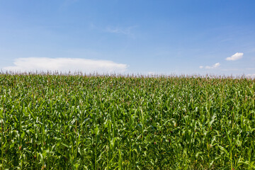 Fototapeta na wymiar Green cornfield ready for harvest