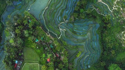 An aerian view of rice fields in a tropical forest of Asia
