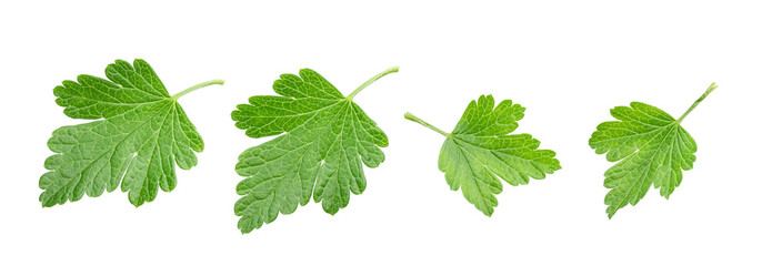 gooseberry leaves isolated on white