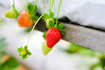 strawberries on the vine