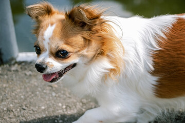 Papillon or Continental toy spaniel Canis familiaris . Little dog for a walk. A true friend