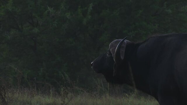 Buffalo bull in the early morning in Africa