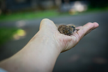 A small mouse on a hand