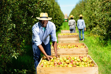 Portrait of happy glad international team of farmers near boxes with harvested ripe pears in fruit garden on sunny day