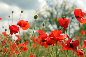 Beautiful red poppy flowers growing in field, closeup