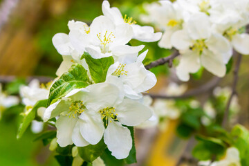 fruit tree bloom white flowers apple-tree spring background close-up base design website menu