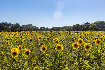 Obraz premium Sunflowers in a Field in Sussex