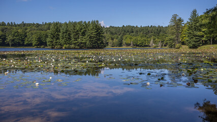 Bass lake in Blowing Rock North Carolina.