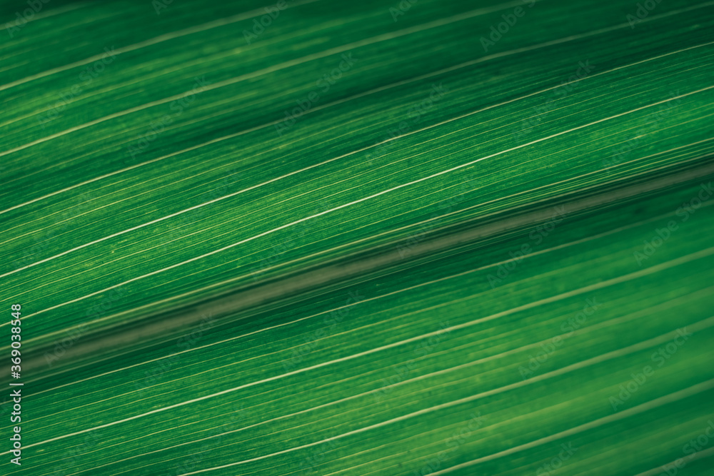 Poster blurred green texture background. cropped shot of green leaf texture. abstract nature background. ab