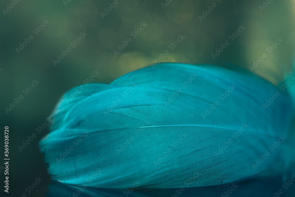 Poster Beautiful blue Bird feather on a bokeh background.  Pattern background for design texture.  Macro view photography.