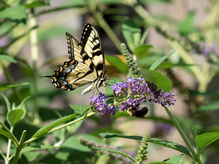 Beautiful yellow, black, blue and orange swallowtail butterfly p