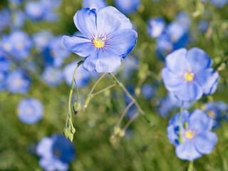  flax flowers blooming in a meadow