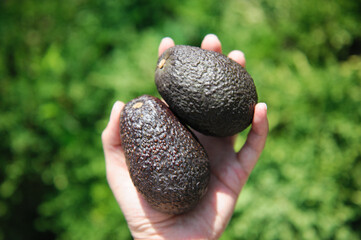 Two avocados on a hand