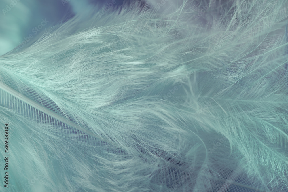 Poster Close up Bird feather. Beautiful background texture. Macro photography view.