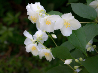 Obraz premium Jasmine garden bloom in the Park. Flowering Bush. White flowers on the tree.
