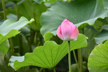 雨が降る東京上野の不忍池のハスの花